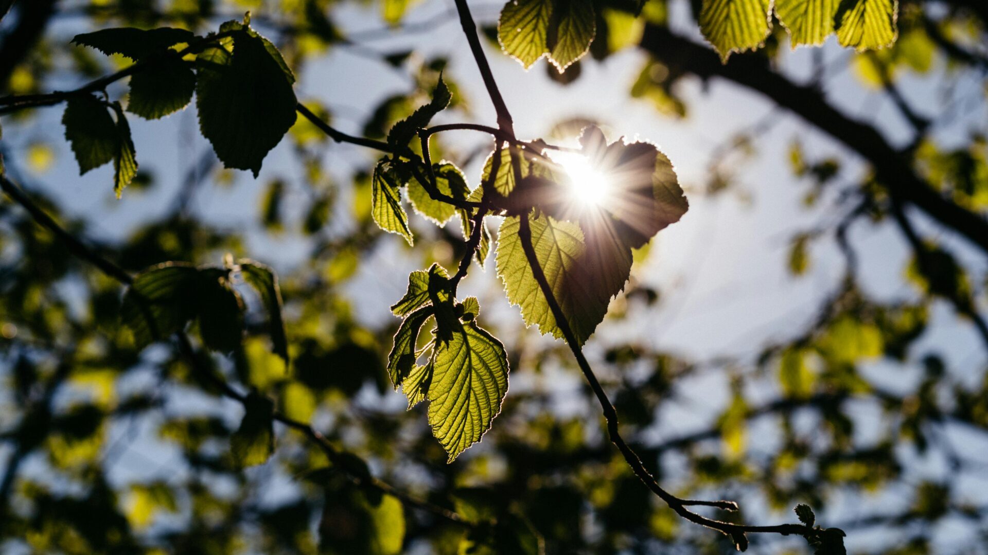 Blätter eines Baumes, die von der Sonne durchschienen werden.